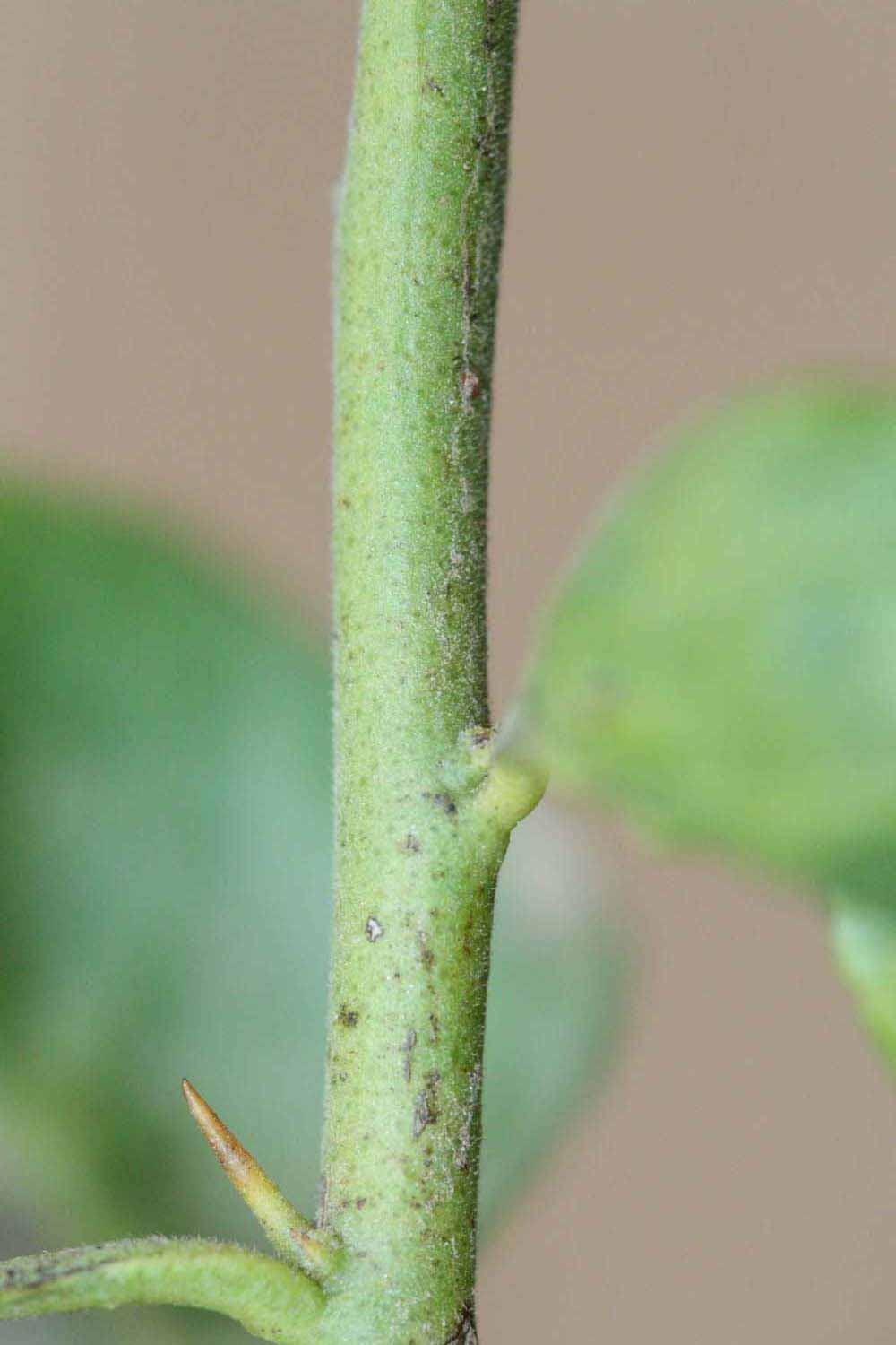            First year twig (Riverside, CA)   